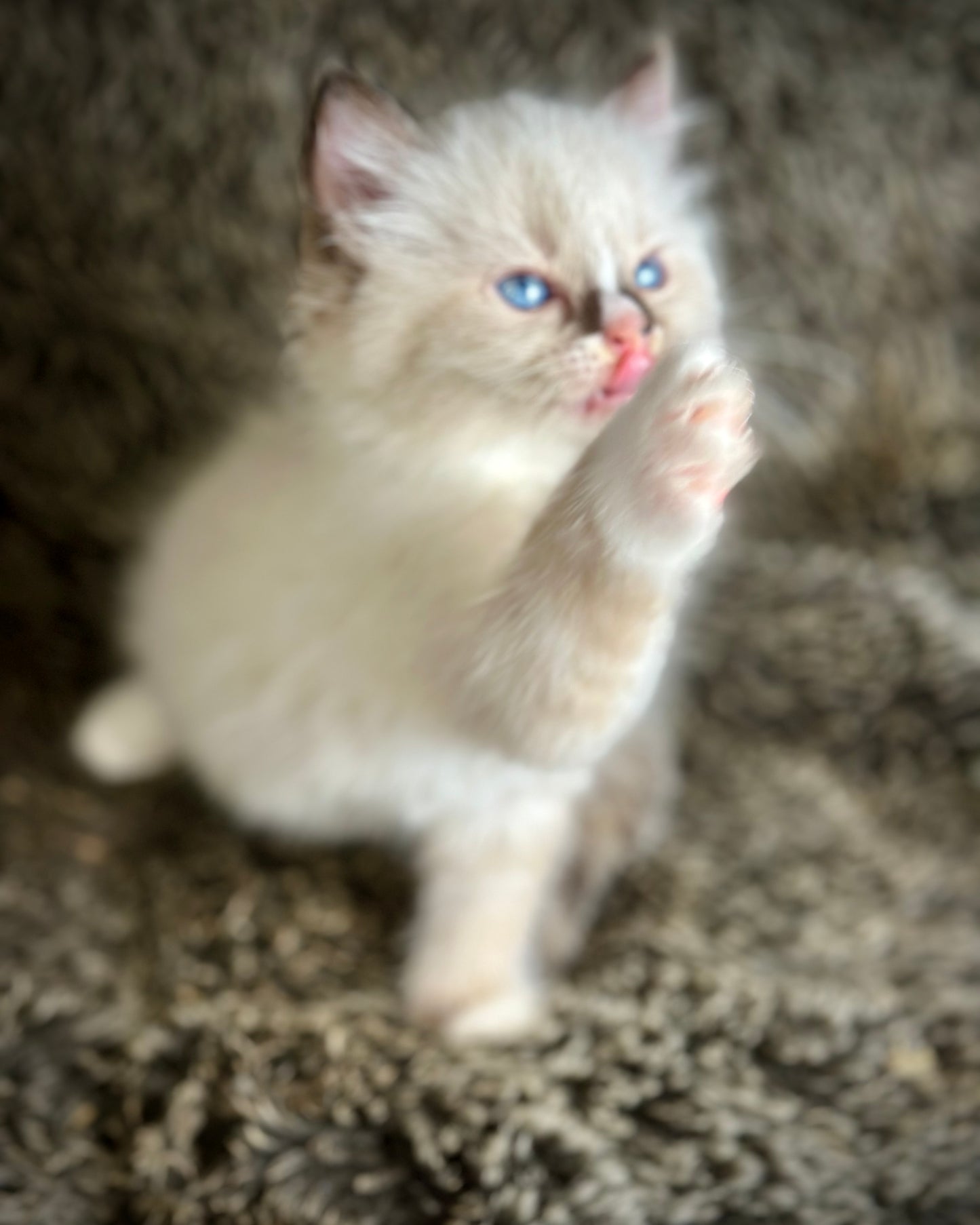 Cranberry - Seal Point Traditional Tortie mitted w Blaze - FEMALE - AVAILABLE 11/4/2025