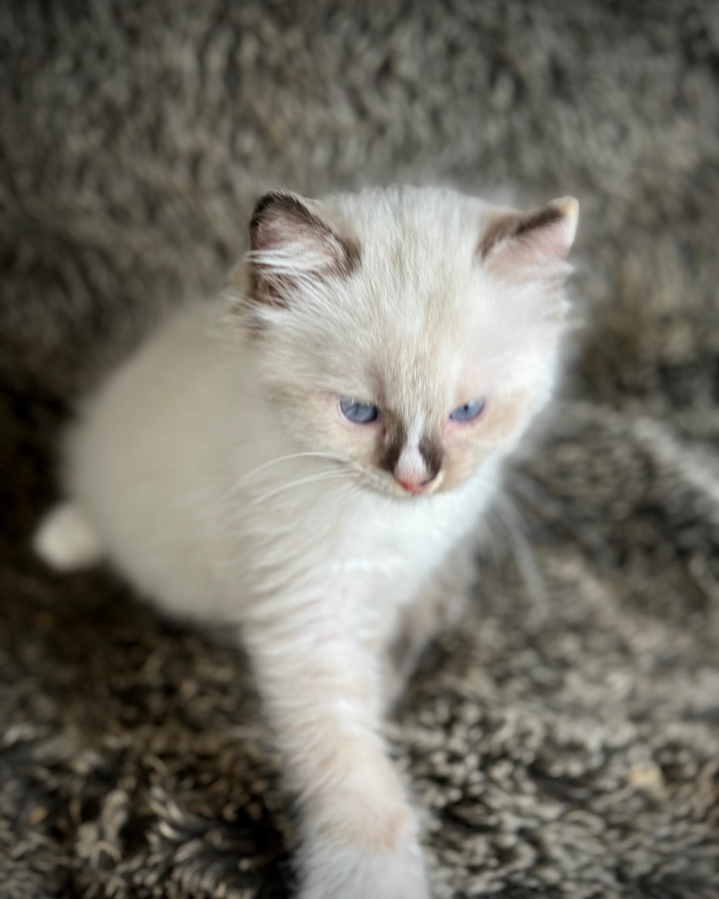 Cranberry - Seal Point Traditional Tortie mitted w Blaze - FEMALE - AVAILABLE 11/4/2025