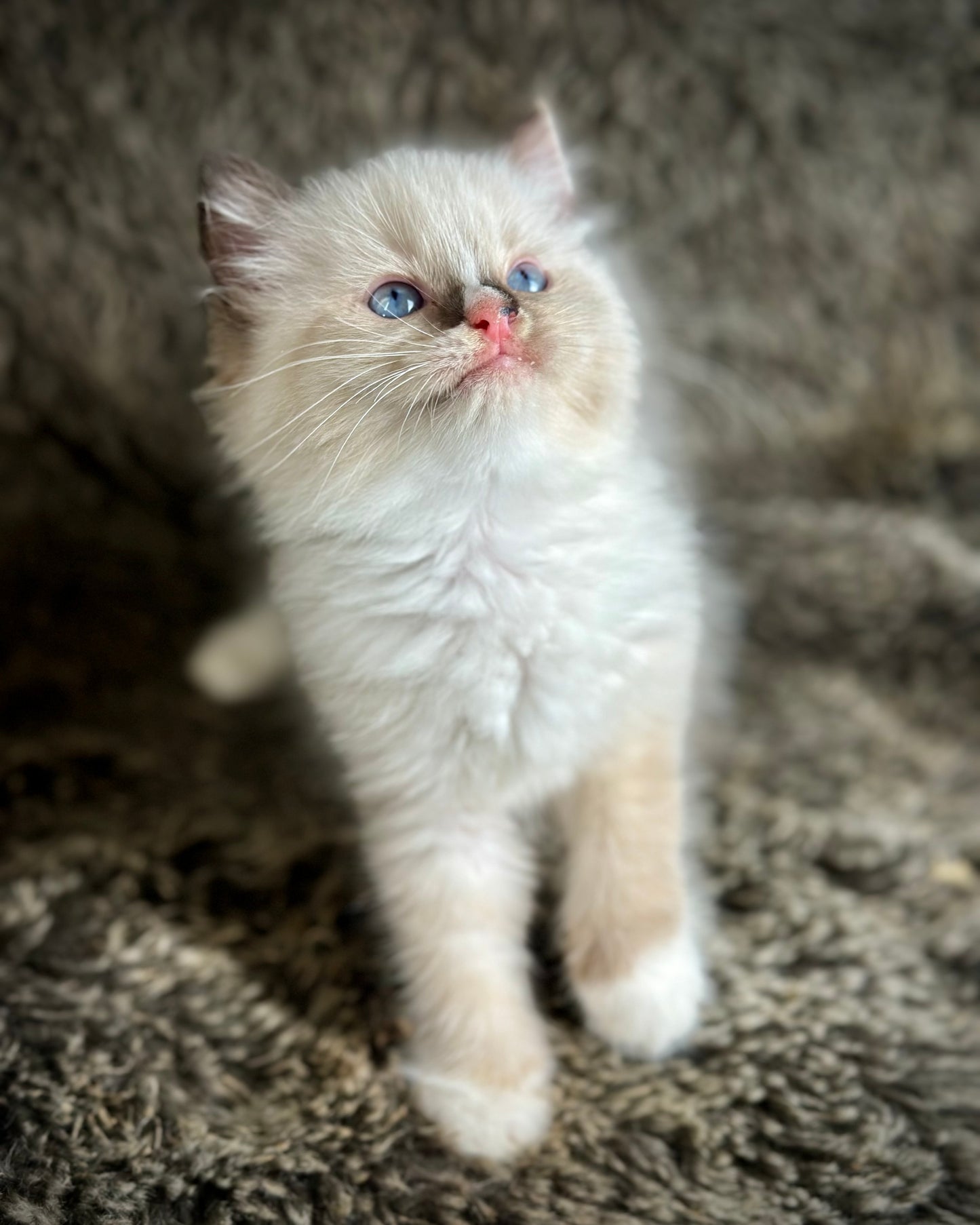 Cranberry - Seal Point Traditional Tortie mitted w Blaze - FEMALE - AVAILABLE 11/4/2025