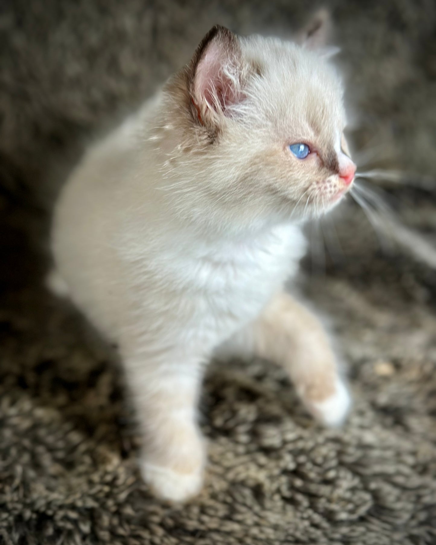 Cranberry - Seal Point Traditional Tortie mitted w Blaze - FEMALE - AVAILABLE 11/4/2025