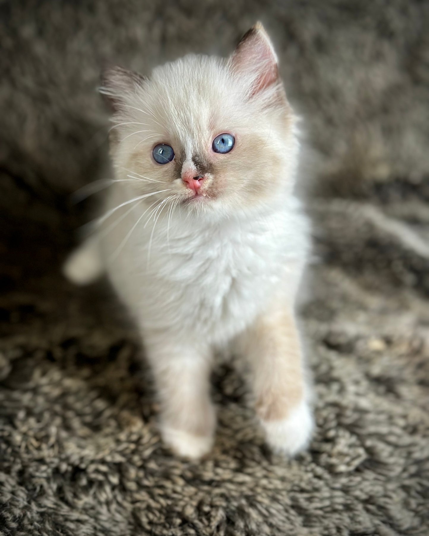 Cranberry - Seal Point Traditional Tortie mitted w Blaze - FEMALE - AVAILABLE 11/4/2025
