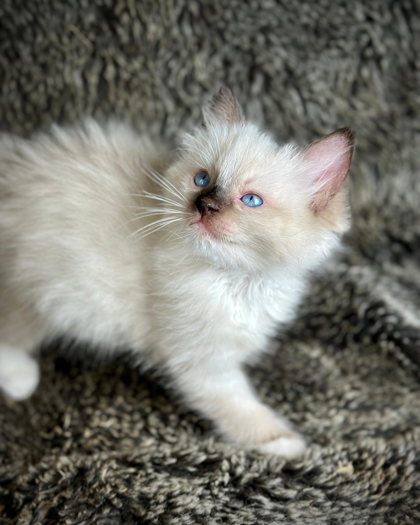Turkey Seal Point Traditional mitted - MALE - AVAILABLE 11/4/2025