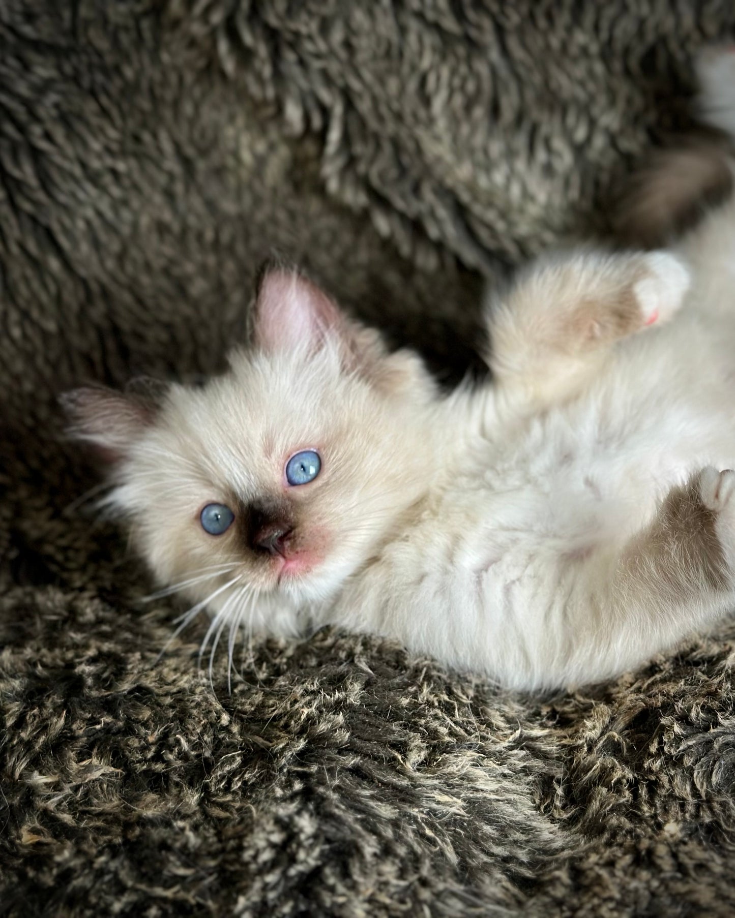 Turkey Seal Point Traditional mitted - MALE - AVAILABLE 11/4/2025