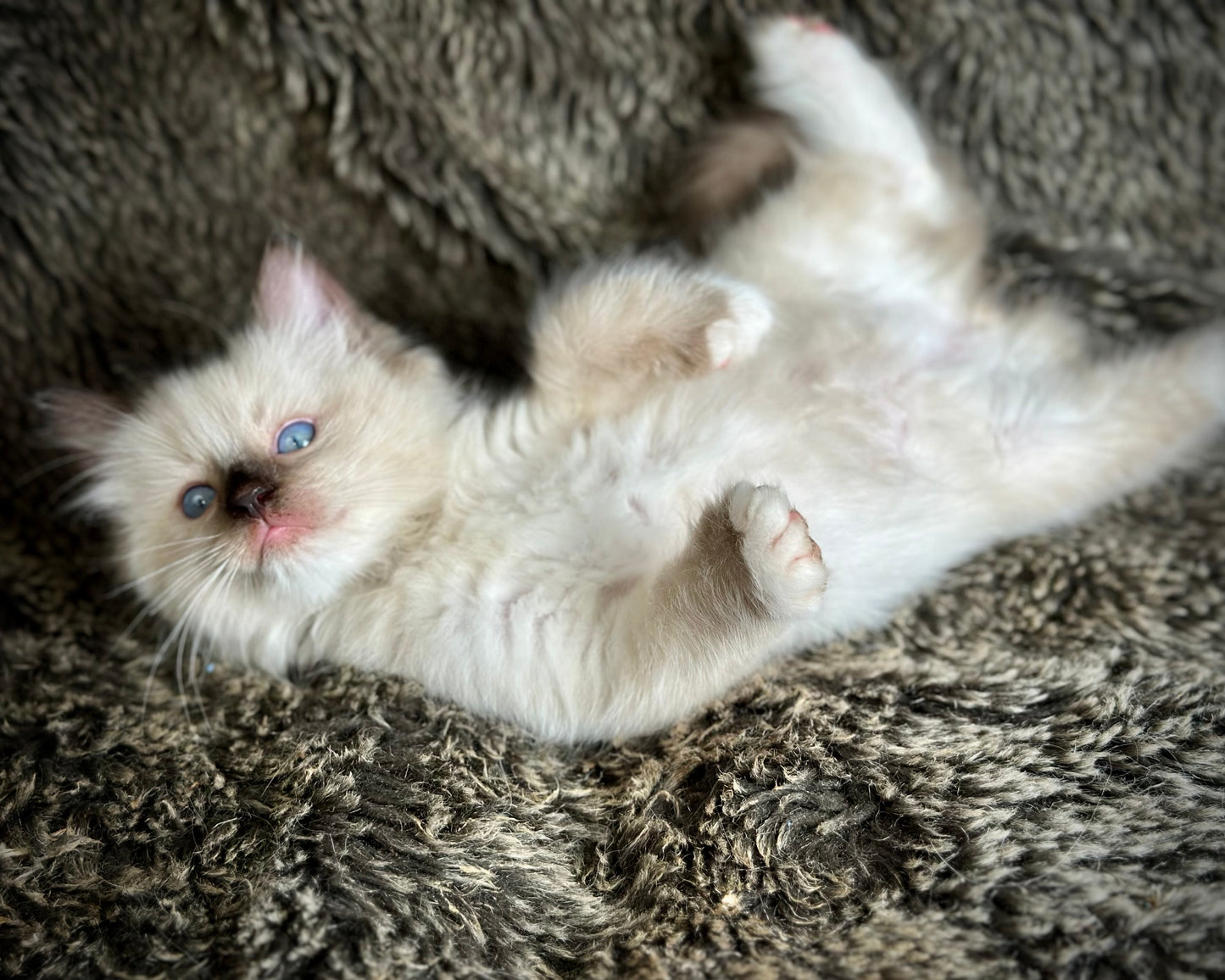 Turkey Seal Point Traditional mitted - MALE - AVAILABLE 11/4/2025
