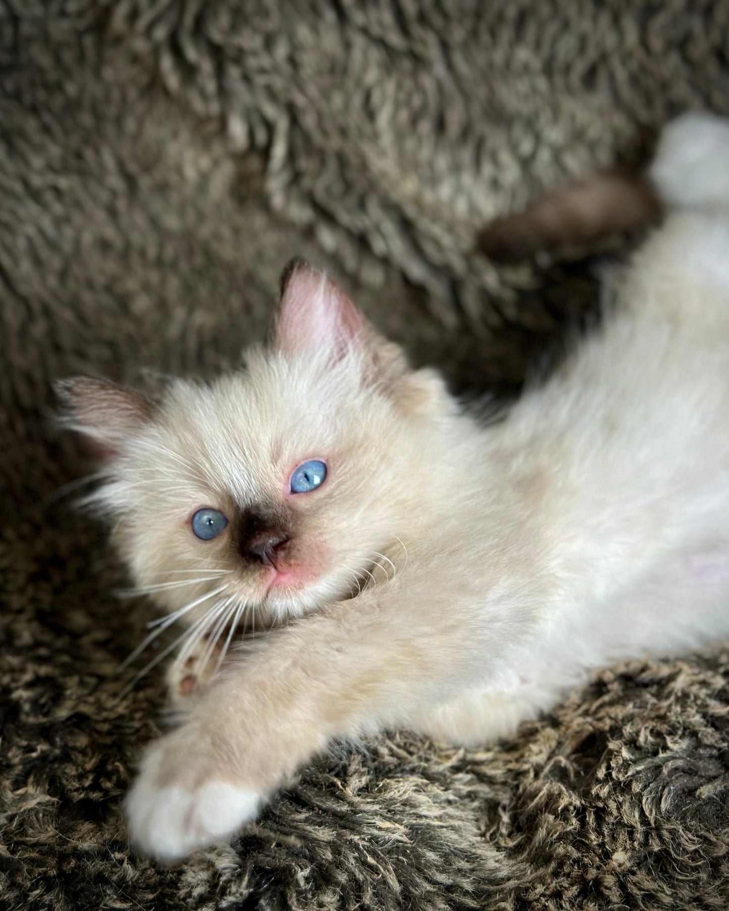 Turkey Seal Point Traditional mitted - MALE - AVAILABLE 11/4/2025