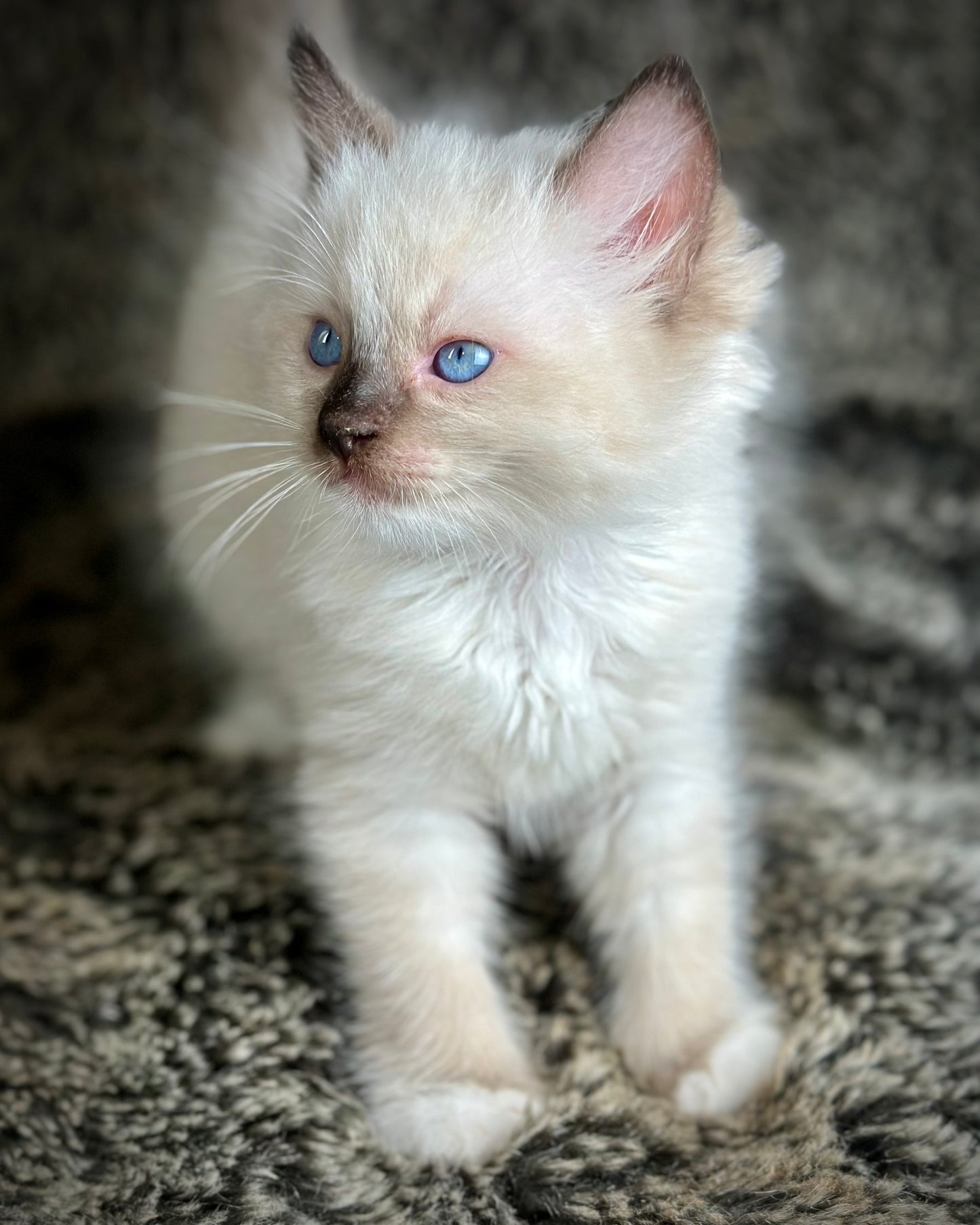 Turkey Seal Point Traditional mitted - MALE - AVAILABLE 11/4/2025