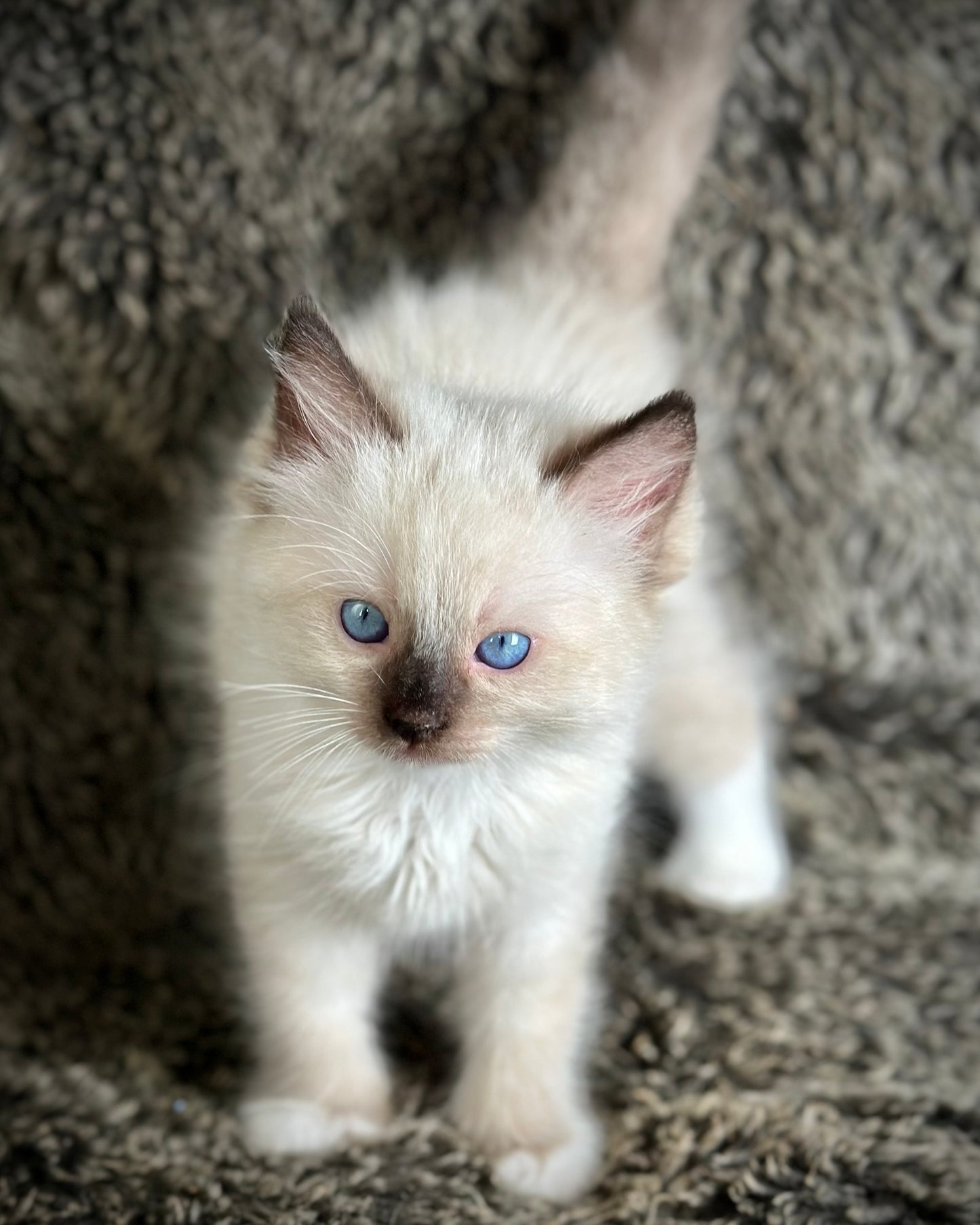 Turkey Seal Point Traditional mitted - MALE - AVAILABLE 11/4/2025
