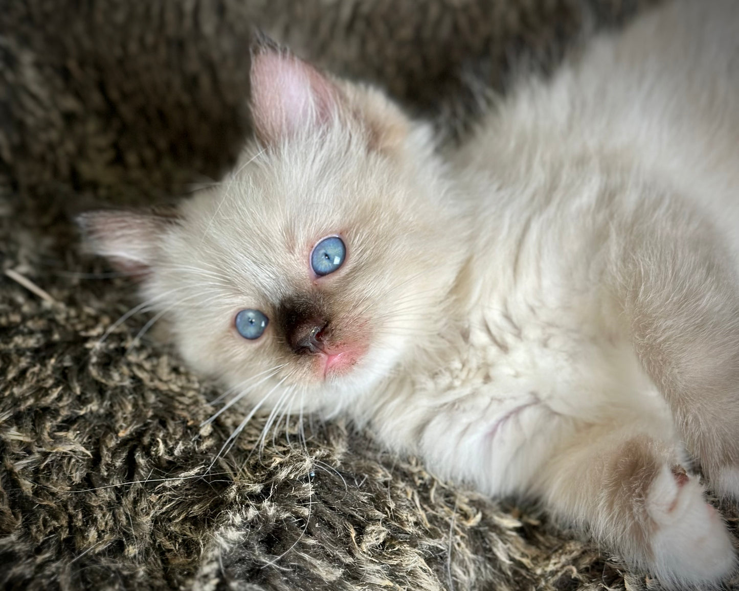 Turkey Seal Point Traditional mitted - MALE - AVAILABLE 11/4/2025