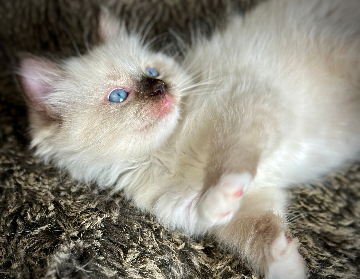 Turkey Seal Point Traditional mitted - MALE - AVAILABLE 11/4/2025