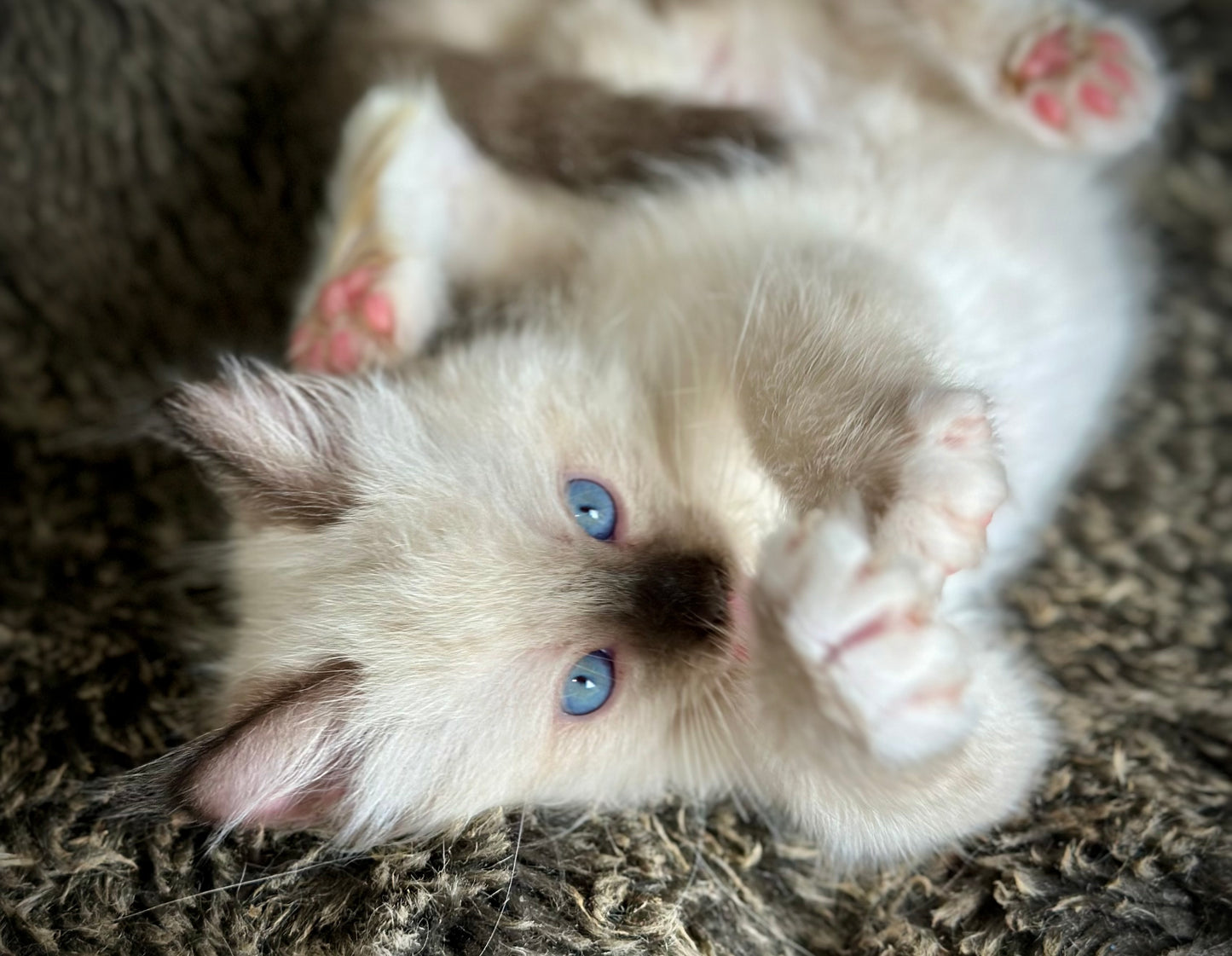 Turkey Seal Point Traditional mitted - MALE - AVAILABLE 11/4/2025