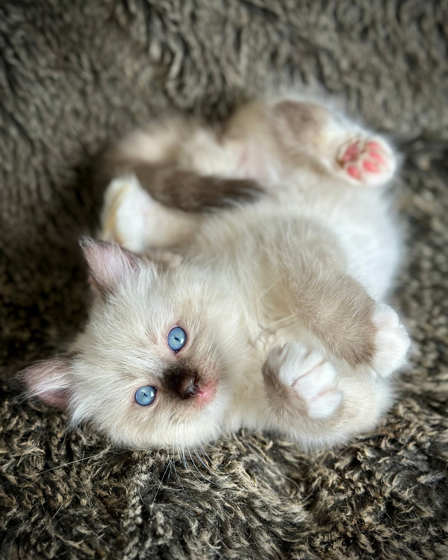 Turkey Seal Point Traditional mitted - MALE - AVAILABLE 11/4/2025