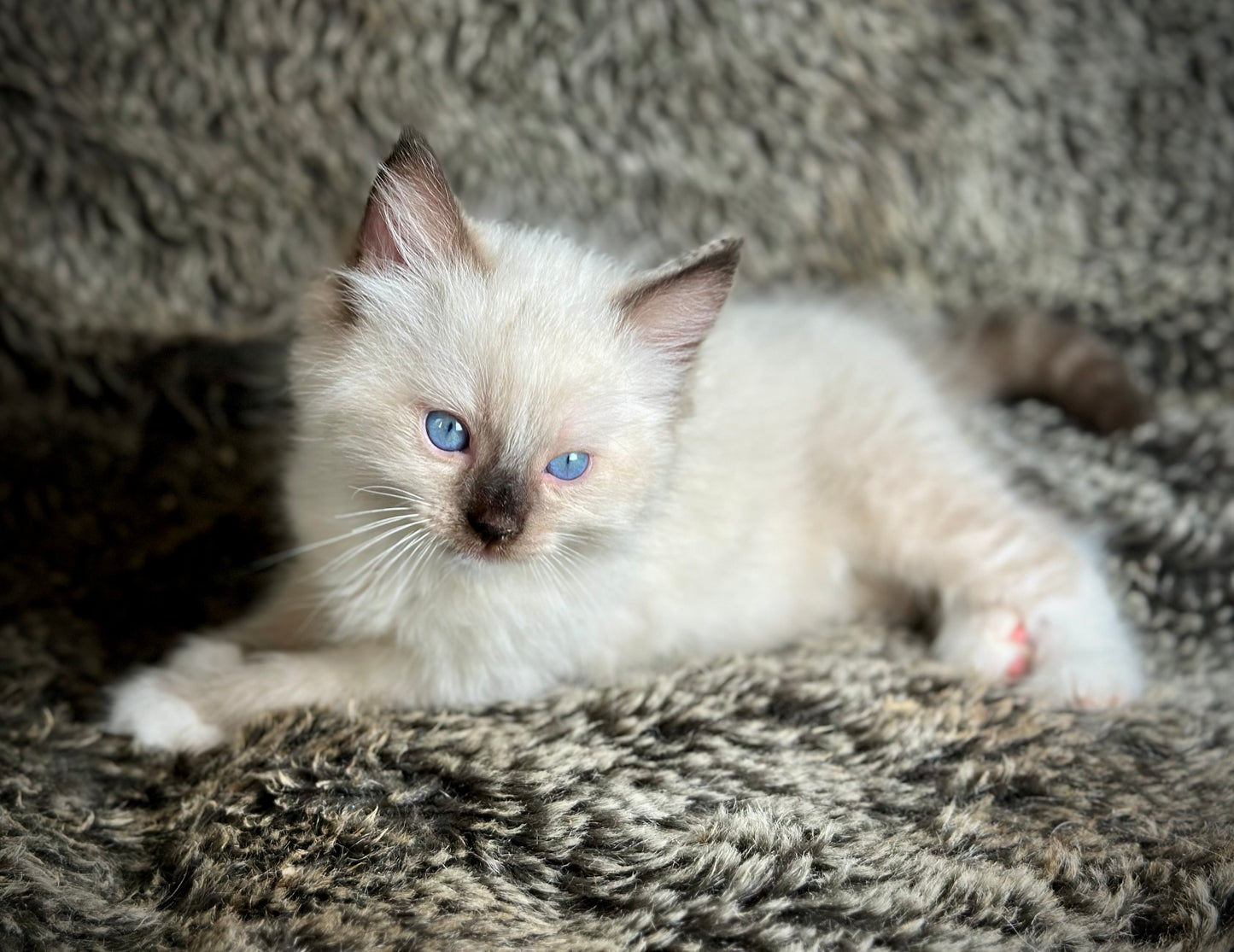 Turkey Seal Point Traditional mitted - MALE - AVAILABLE 11/4/2025