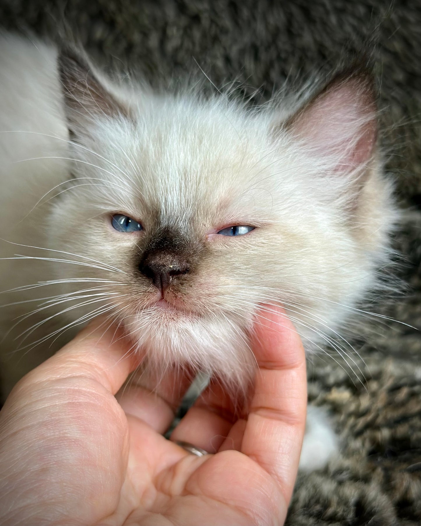 Turkey Seal Point Traditional mitted - MALE - AVAILABLE 11/4/2025