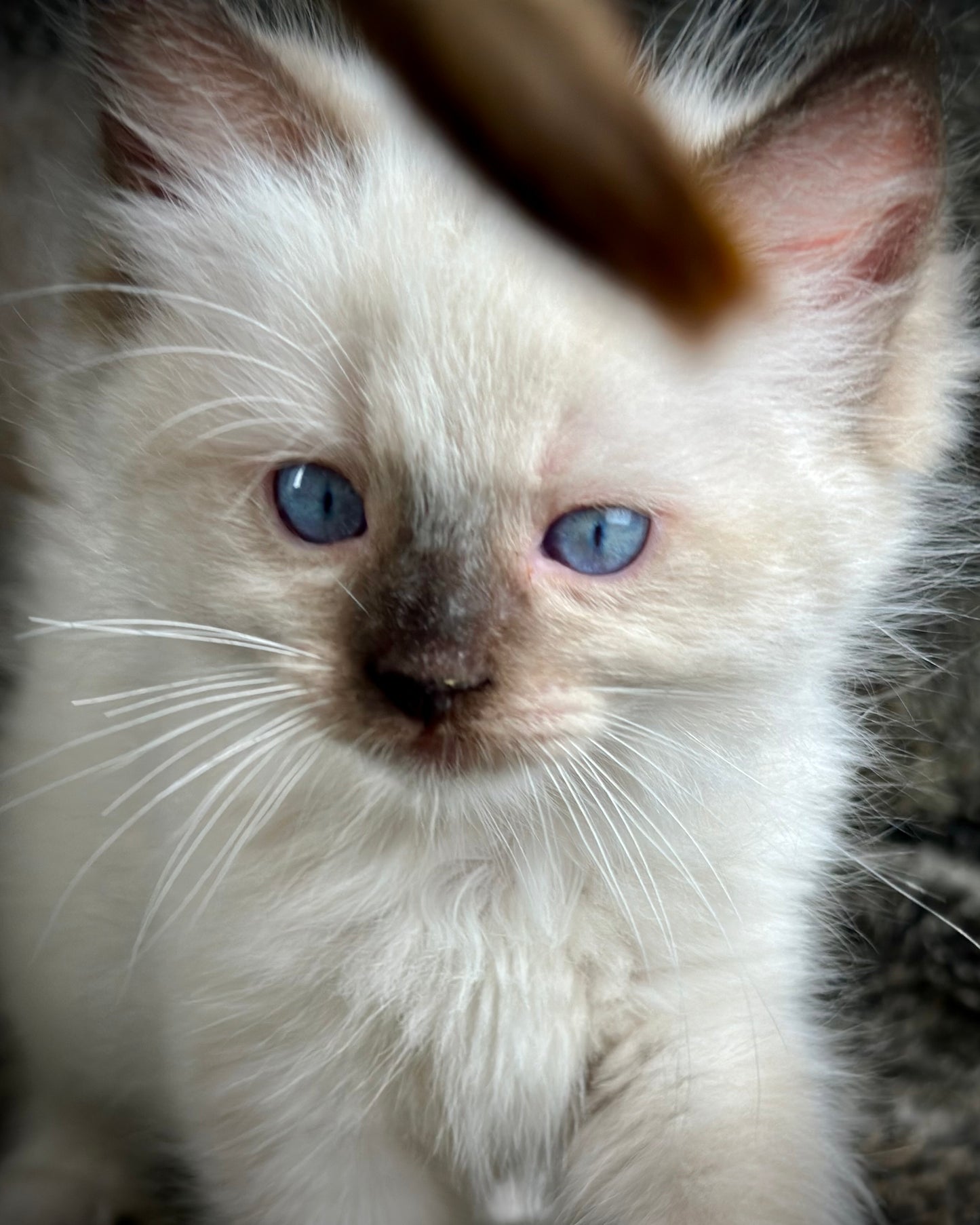 Turkey Seal Point Traditional mitted - MALE - AVAILABLE 11/4/2025