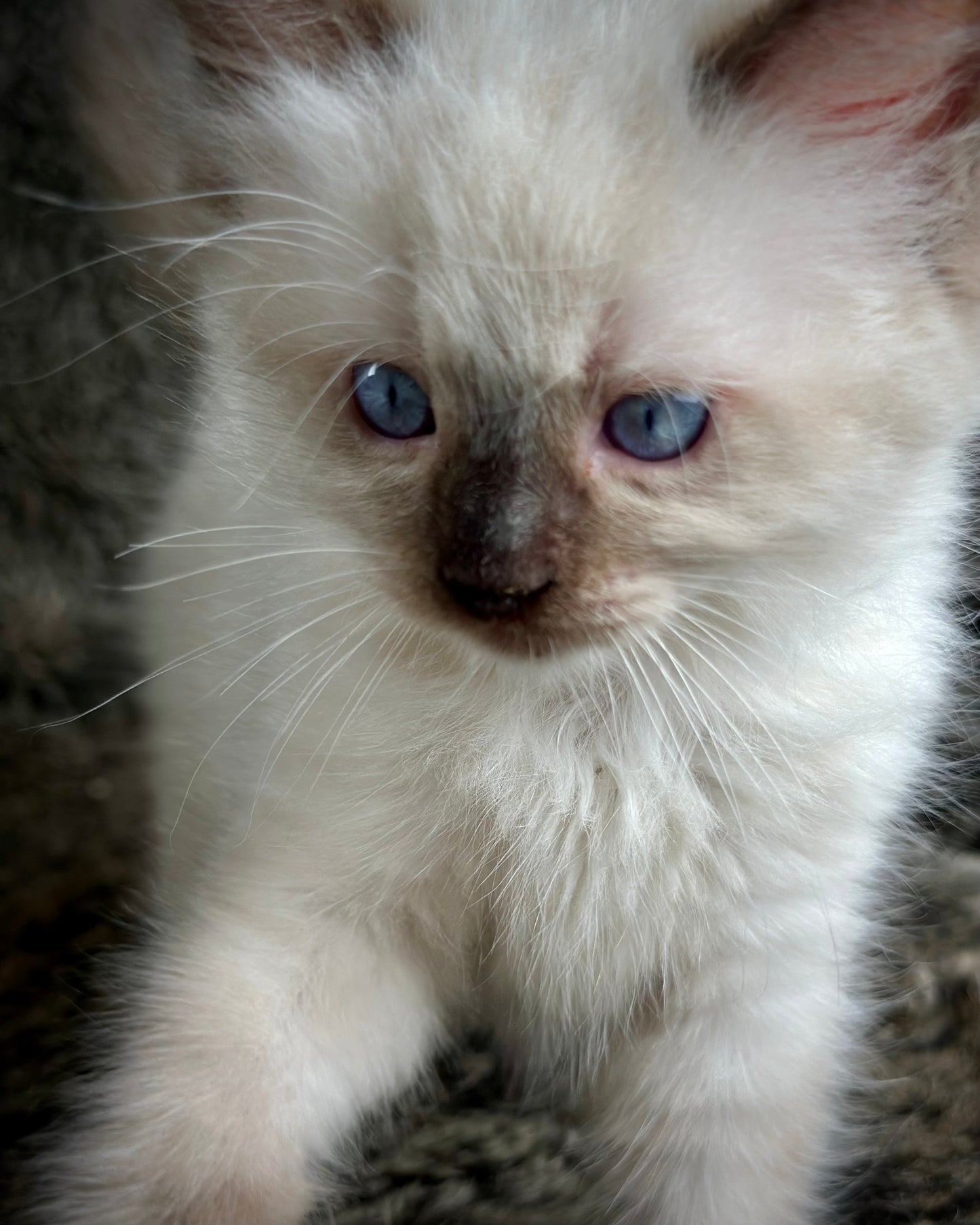 Turkey Seal Point Traditional mitted - MALE - AVAILABLE 11/4/2025