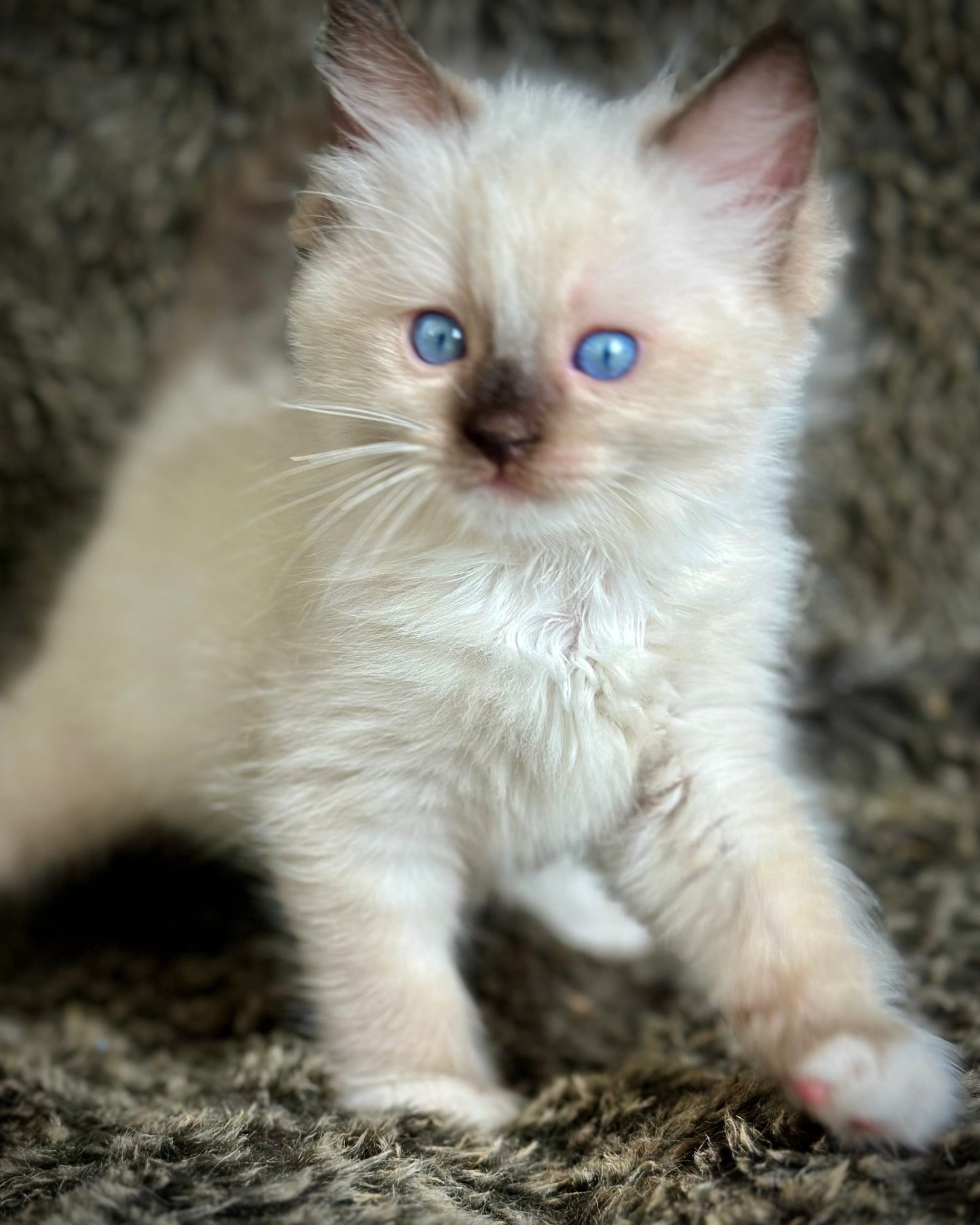 Turkey Seal Point Traditional mitted - MALE - AVAILABLE 11/4/2025