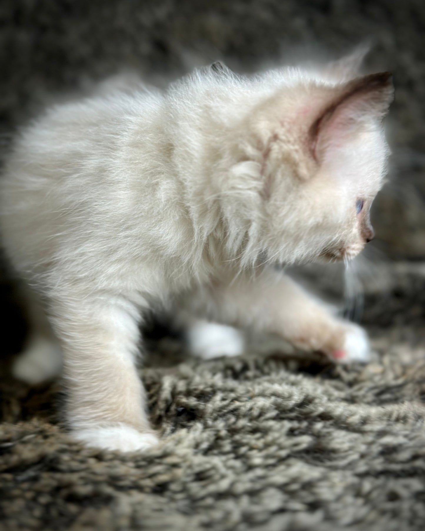 Turkey Seal Point Traditional mitted - MALE - AVAILABLE 11/4/2025