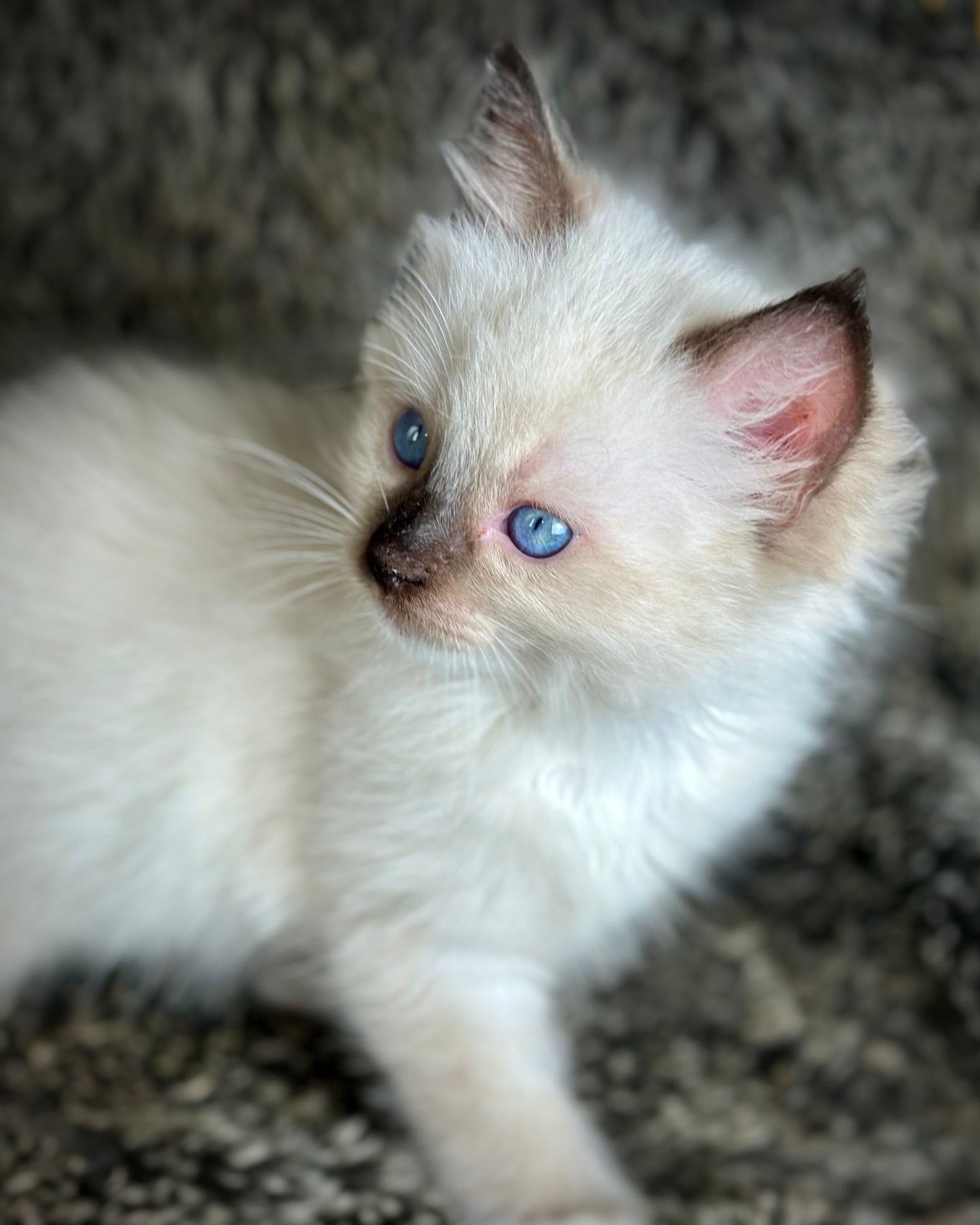 Turkey Seal Point Traditional mitted - MALE - AVAILABLE 11/4/2025