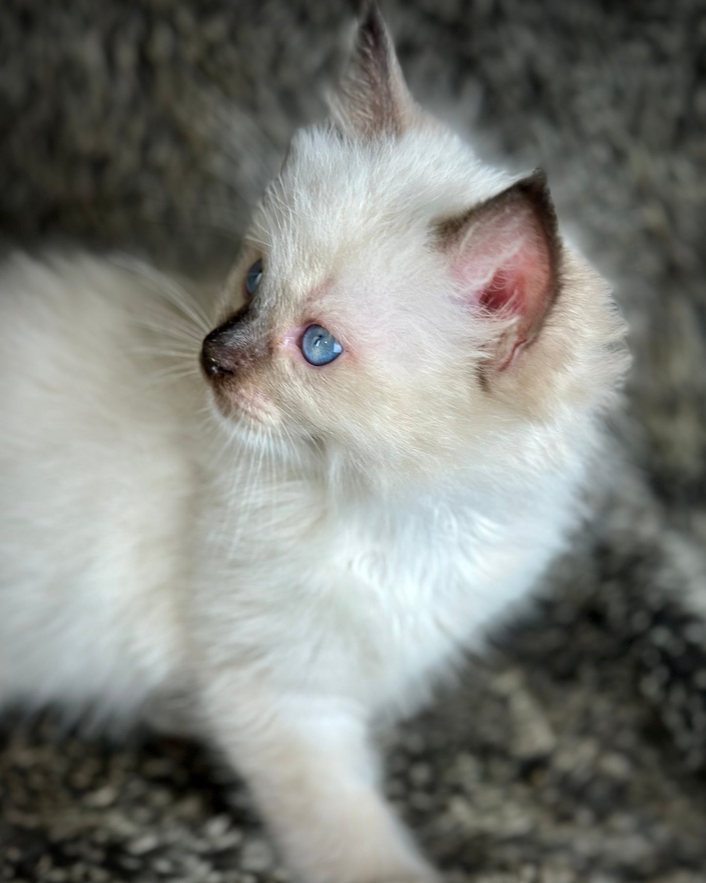 Turkey Seal Point Traditional mitted - MALE - AVAILABLE 11/4/2025