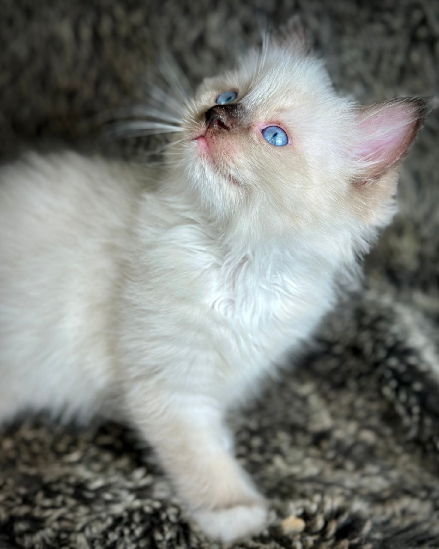 Turkey Seal Point Traditional mitted - MALE - AVAILABLE 11/4/2025