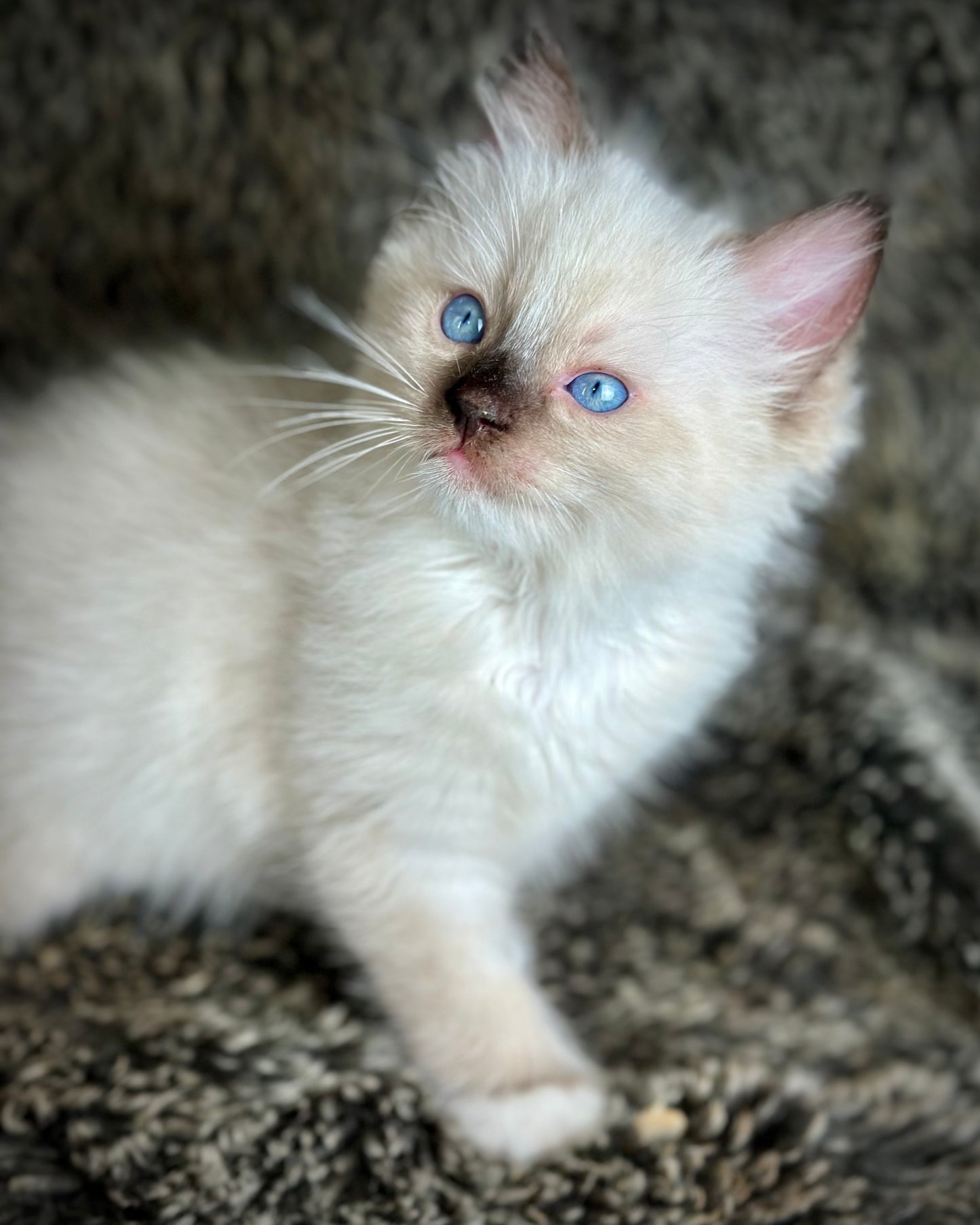 Turkey Seal Point Traditional mitted - MALE - AVAILABLE 11/4/2025