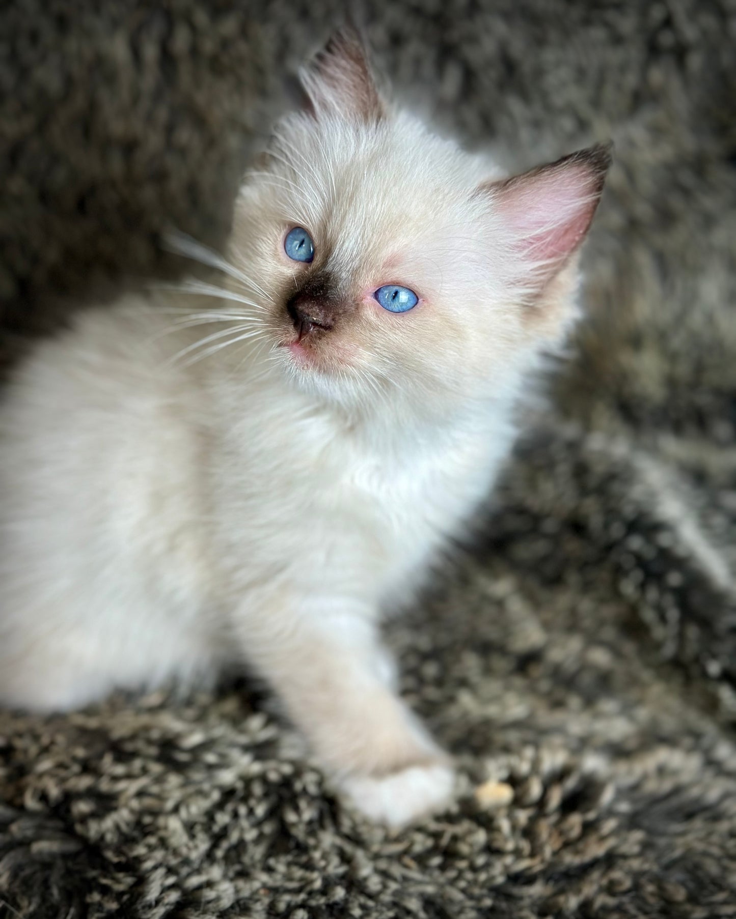 Turkey Seal Point Traditional mitted - MALE - AVAILABLE 11/4/2025