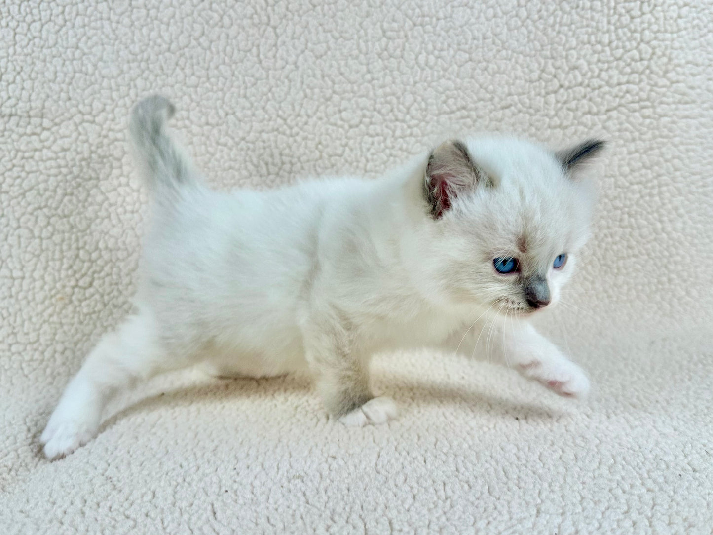 Bunny - FEMALE - traditional pointed tortie - RESERVED 3/25/2025