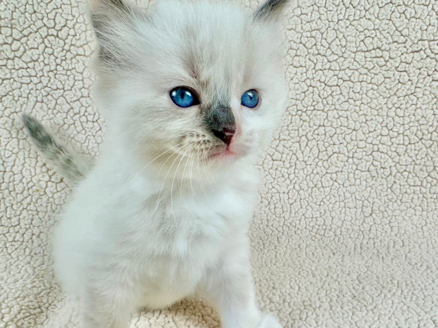 Bunny - FEMALE - traditional pointed tortie - RESERVED 3/25/2025