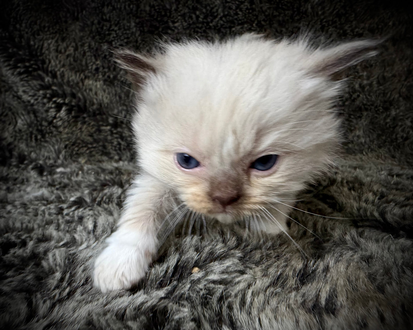 FEMALE - chocolate mink mitted with Blaze
