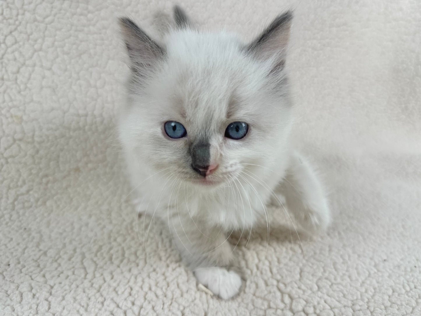 Bunny - FEMALE - traditional pointed tortie - RESERVED 3/25/2025