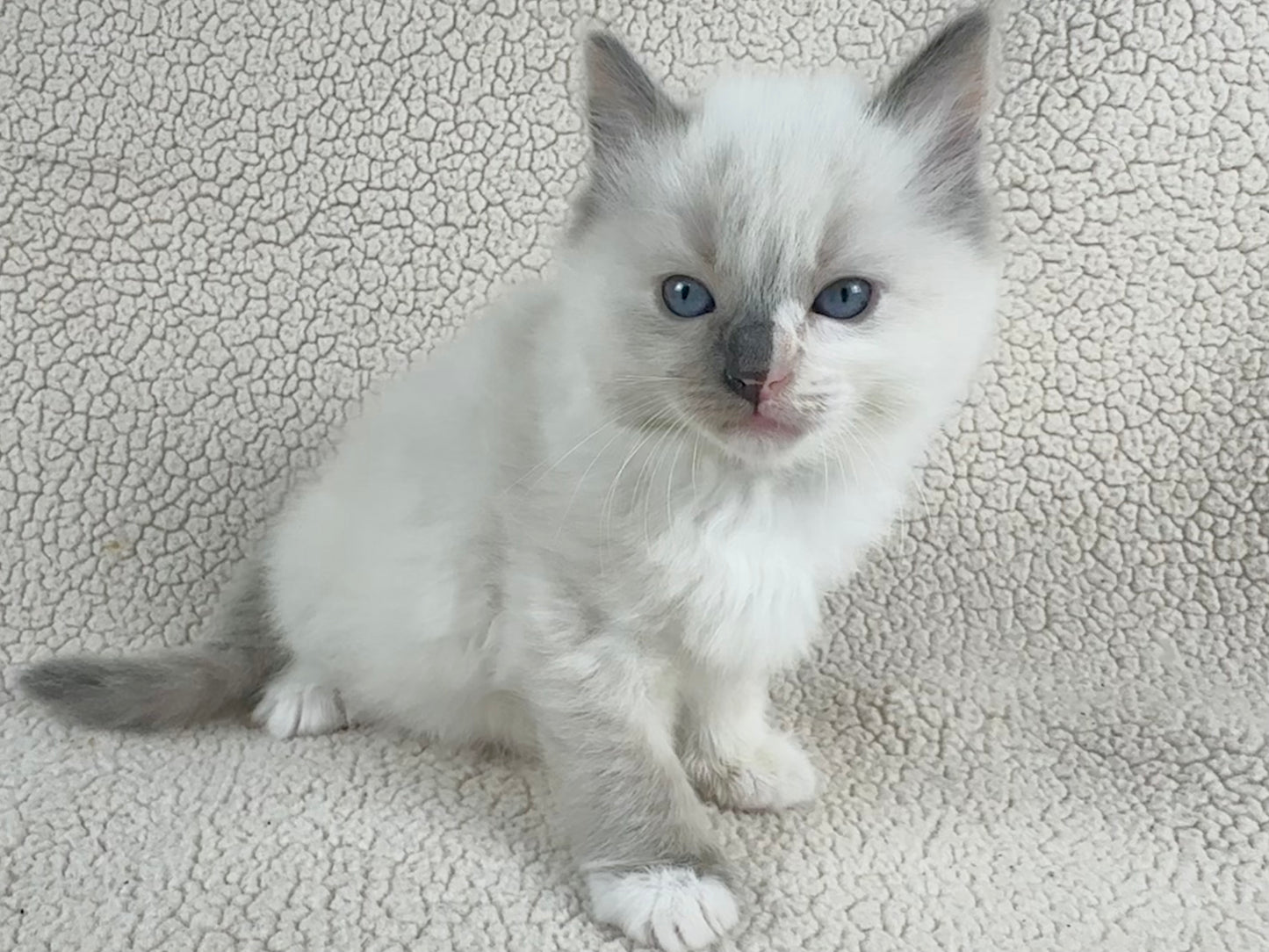 Bunny - FEMALE - traditional pointed tortie - RESERVED 3/25/2025