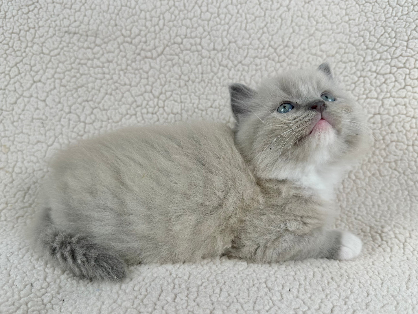 Gumball - Blue Mink MALE - UNAVAILABLE