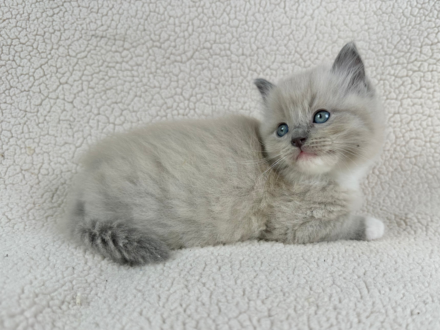 Gumball - Blue Mink MALE - UNAVAILABLE