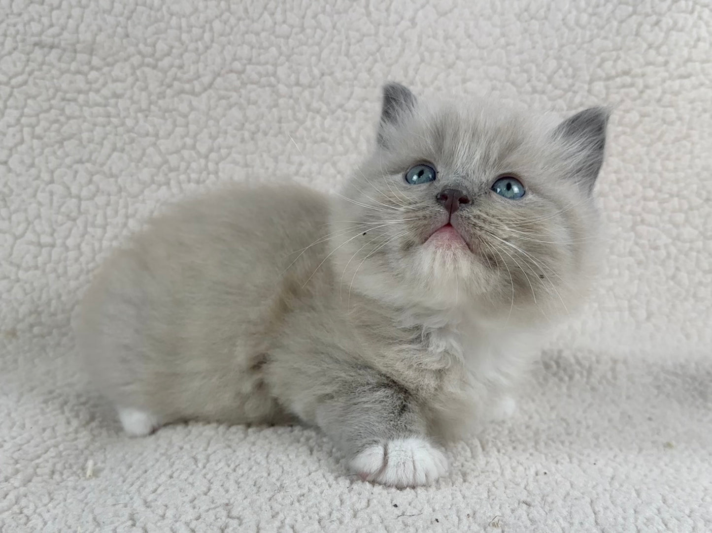 Gumball - Blue Mink MALE - UNAVAILABLE