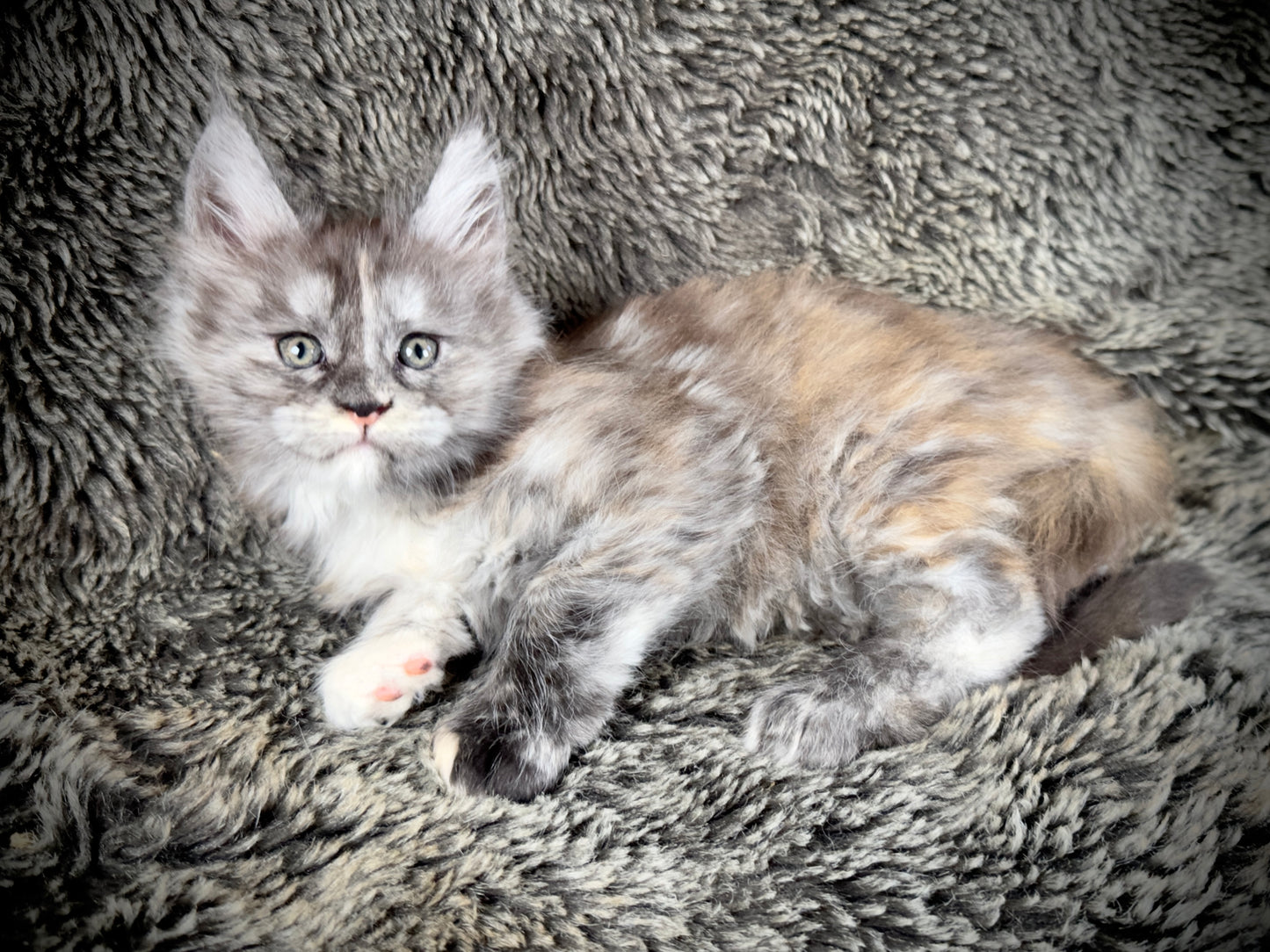 RAYA - Black and Orange Torbie Maine Coon GIRL