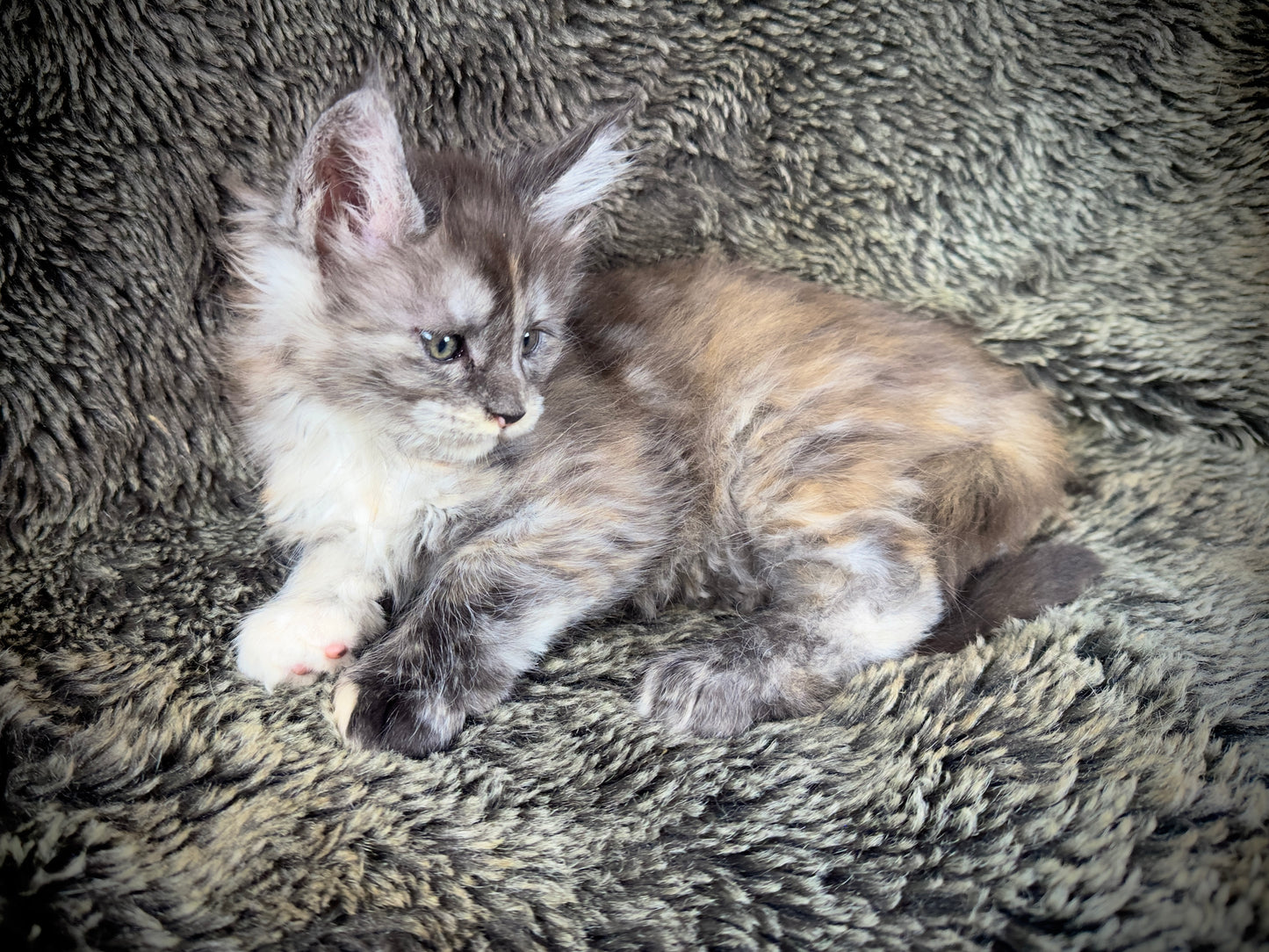 RAYA - Black and Orange Torbie Maine Coon GIRL