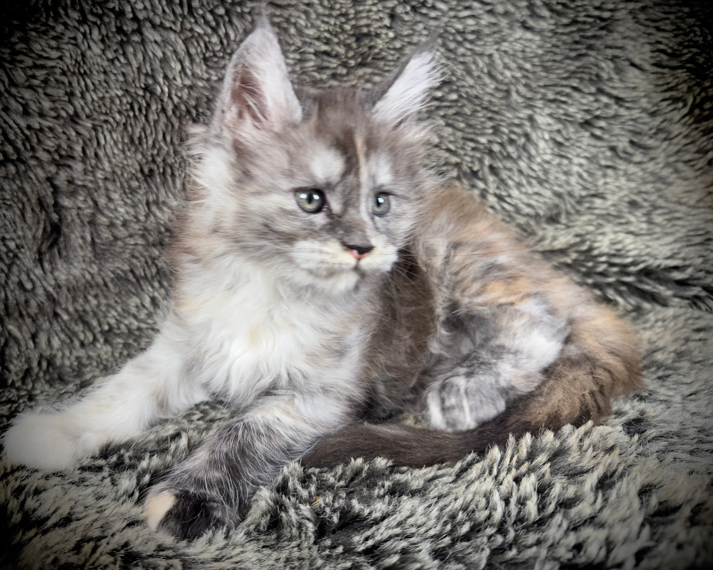 RAYA - Black and Orange Torbie Maine Coon GIRL