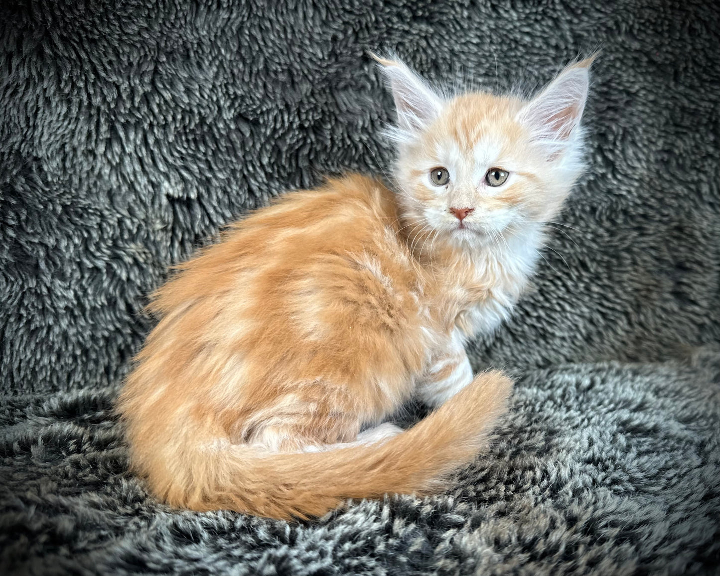 Mango - Red Classic Tabby Maine Coon