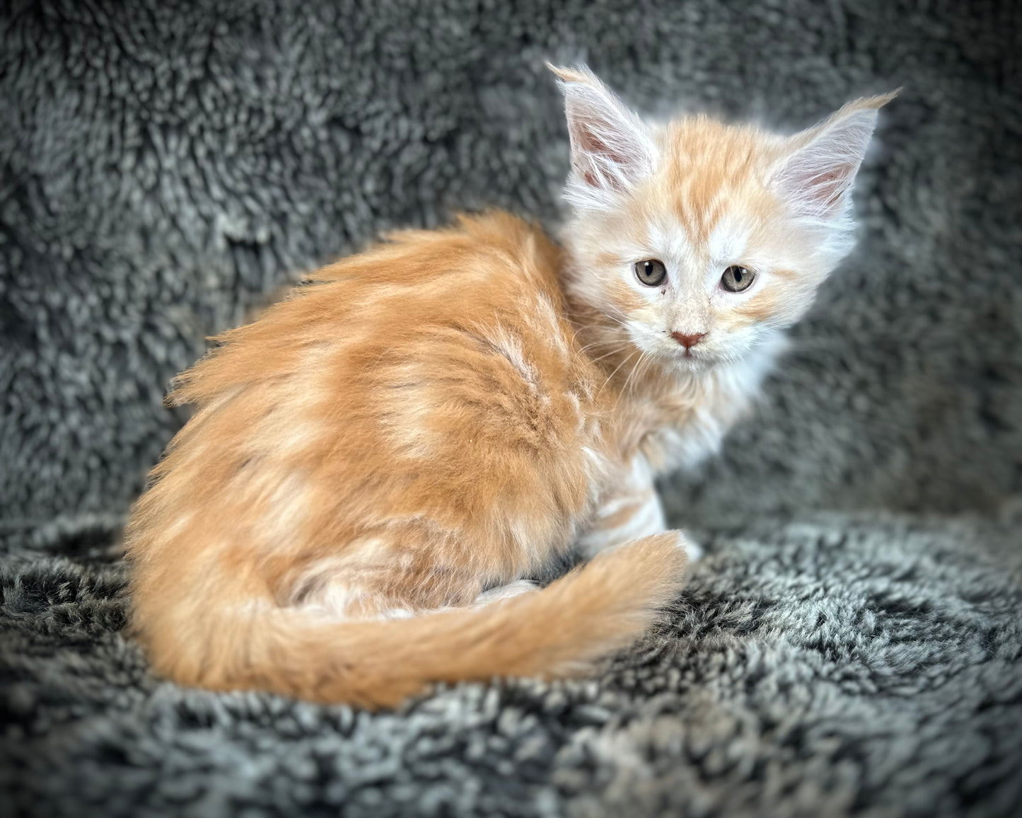 Mango - Red Classic Tabby Maine Coon
