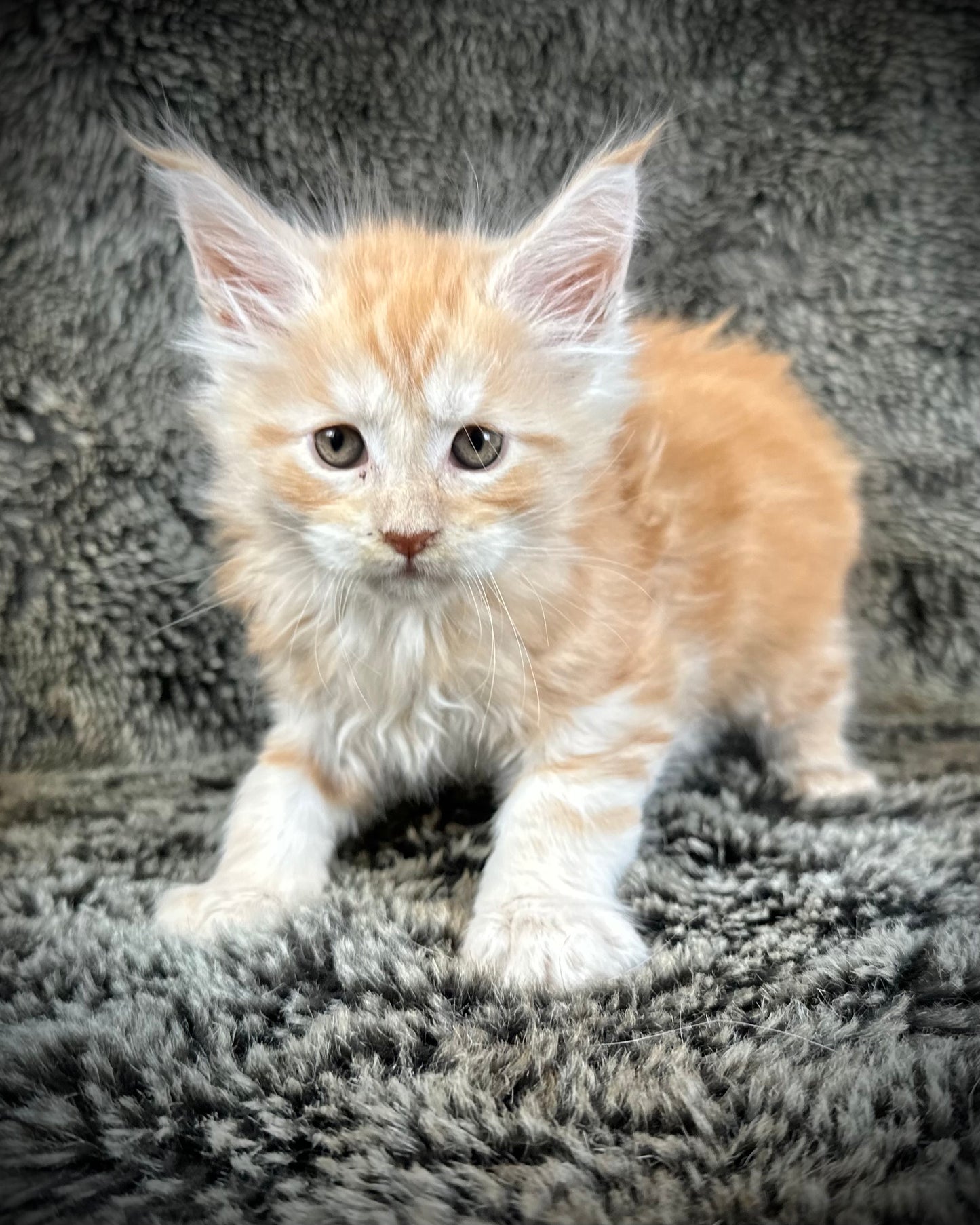 Mango - Red Classic Tabby Maine Coon