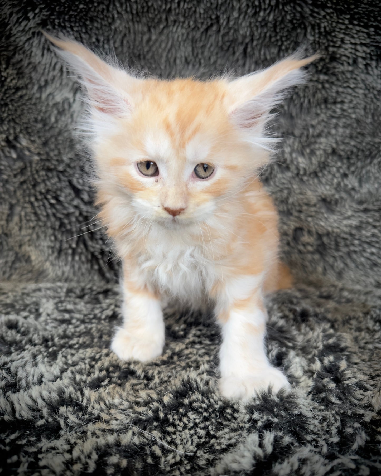 Mango - Red Classic Tabby Maine Coon