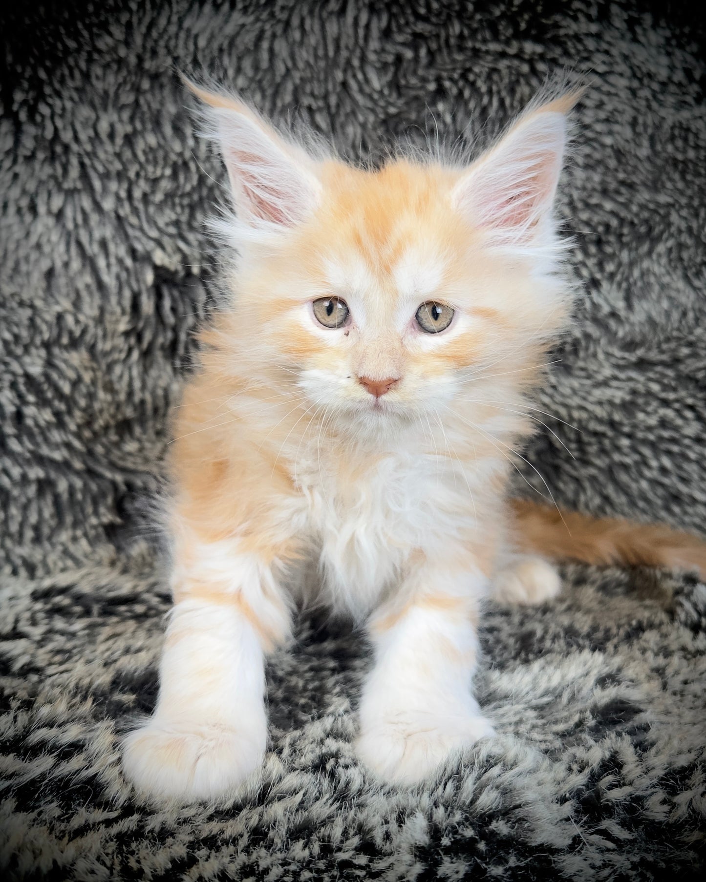 Mango - Red Classic Tabby Maine Coon