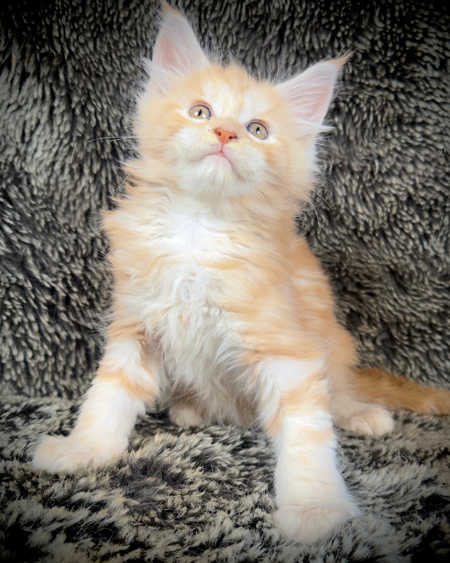 Mango - Red Classic Tabby Maine Coon