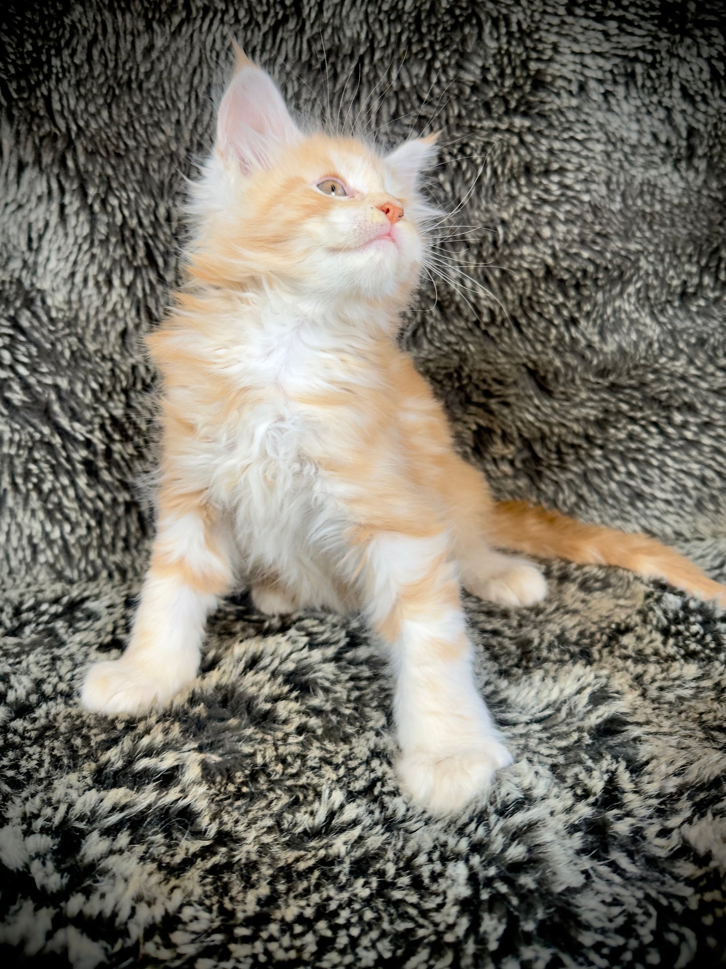 Mango - Red Classic Tabby Maine Coon