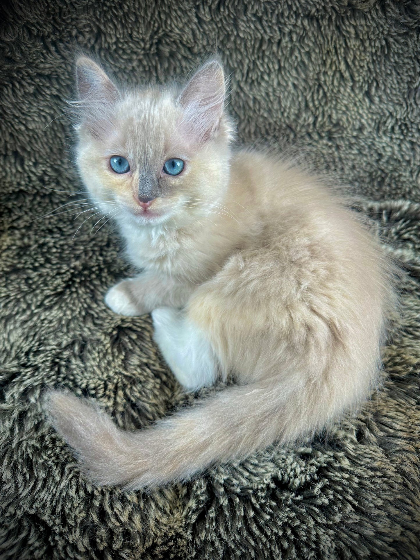 PEEP - FEMALE - Blue/Cream Dilute Tortie Mink UNAVAILABLE