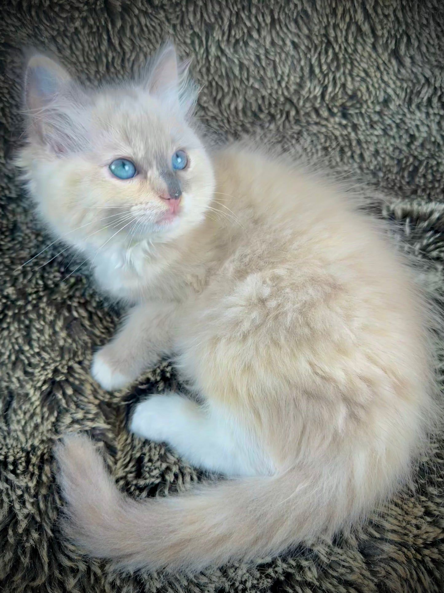PEEP - FEMALE - Blue/Cream Dilute Tortie Mink UNAVAILABLE