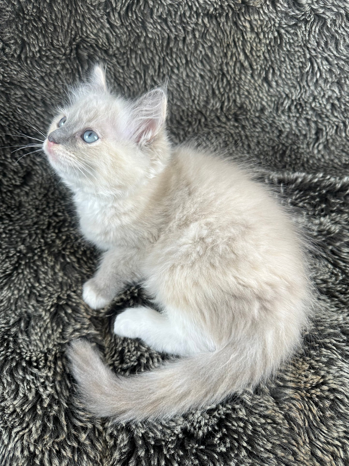 PEEP - FEMALE - Blue/Cream Dilute Tortie Mink UNAVAILABLE