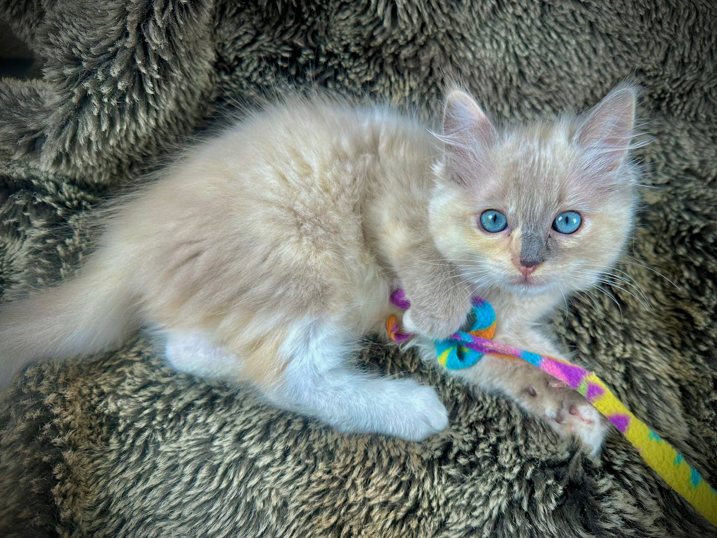 PEEP - FEMALE - Blue/Cream Dilute Tortie Mink UNAVAILABLE