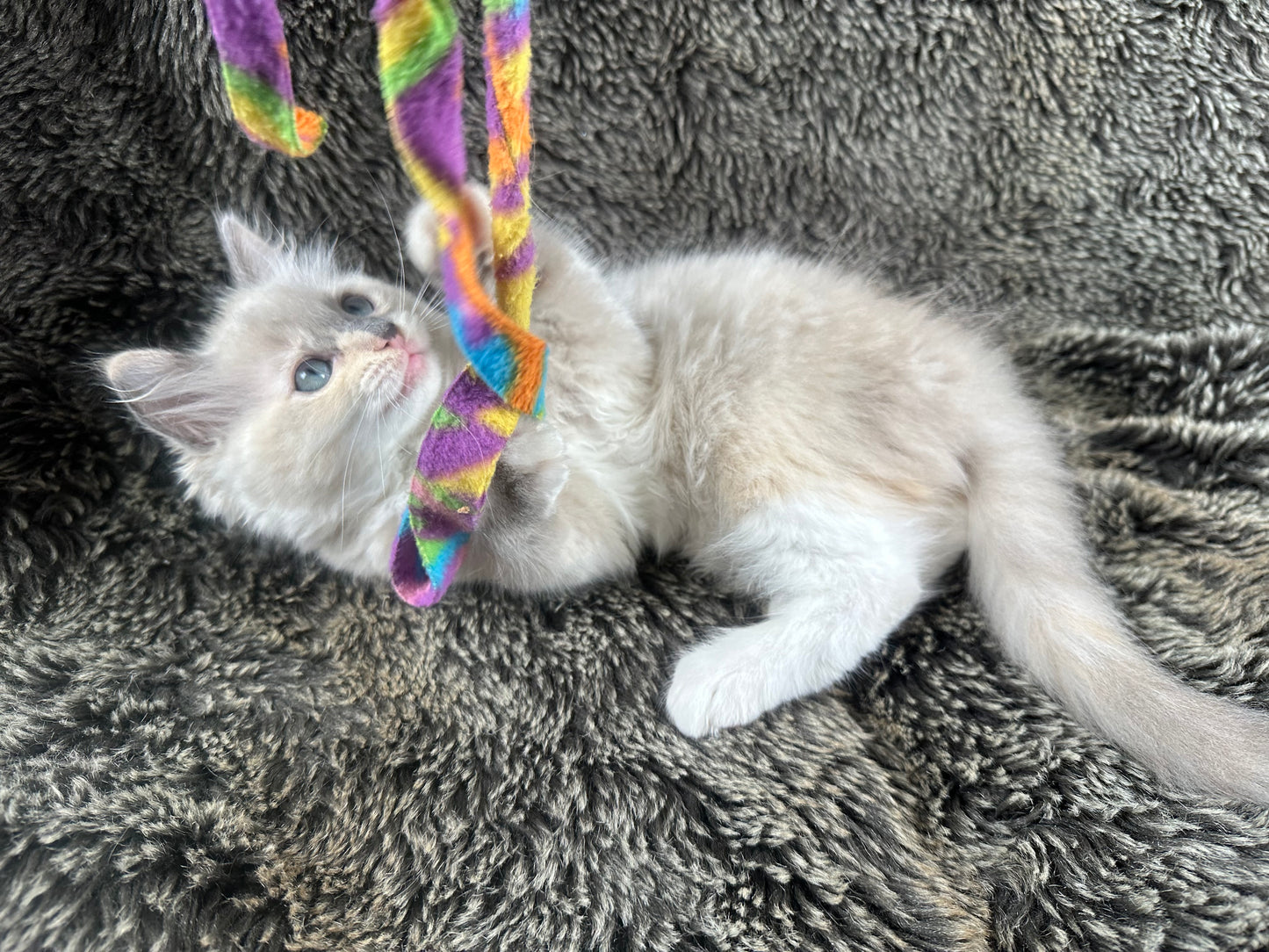 PEEP - FEMALE - Blue/Cream Dilute Tortie Mink UNAVAILABLE