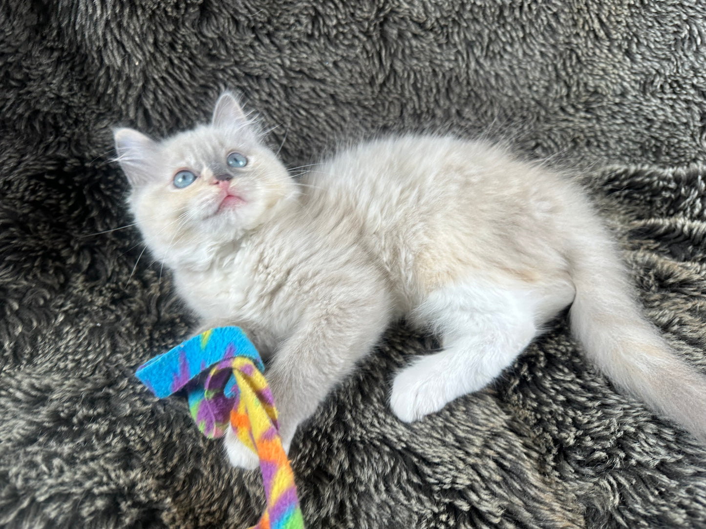 PEEP - FEMALE - Blue/Cream Dilute Tortie Mink UNAVAILABLE